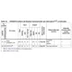 STMicroelectronicsSTM8AF6166TCYEmbedded - Microcontrollers Pin Diagram_2